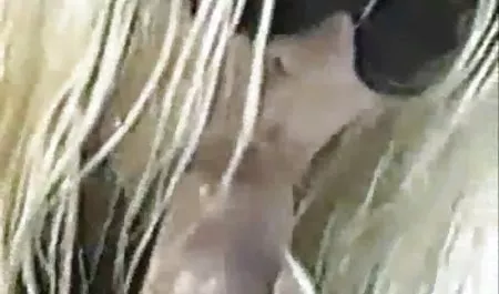 포주는 파르누카 비디오 아빠